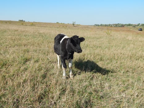 A bull grazing on a field in the grass photo