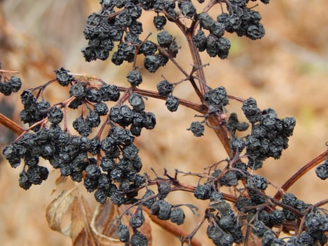 Texture of plants and nature of the autumn forest photo