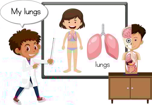 Young doctor explaining lungs organ vector