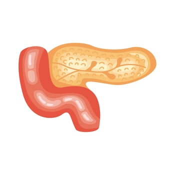 spleen organ human vector
