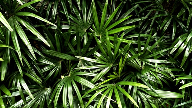 Tropical green leaf photo