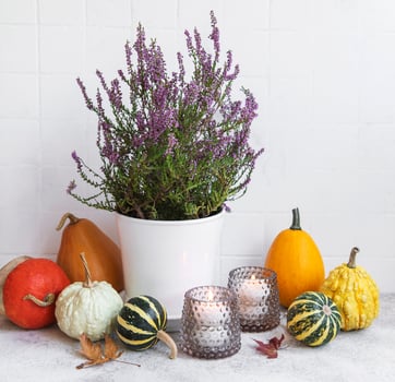 Creative autumn fall thanksgiving day composition with decorative orange pumpkins photo