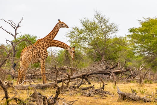Beautiful majestic couple giraffes Kruger National Park safari South Africa. photo