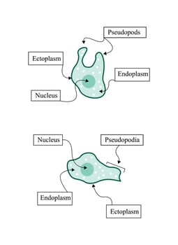 illustration of a set of animals, simple illustration of amoeba body parts, illustration for biology vector