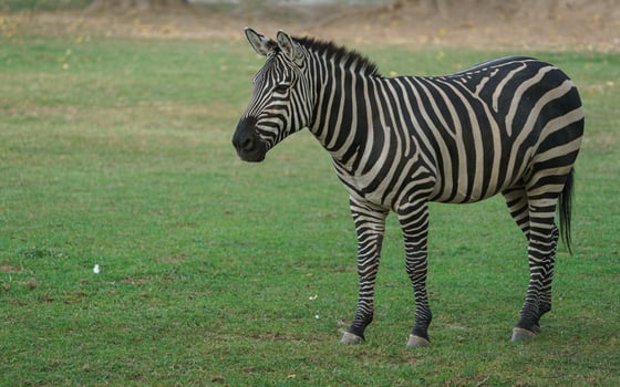 Plains zebra eating grass photo