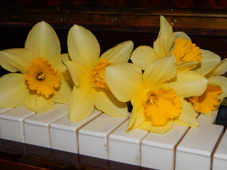Piano keys narcissus photo