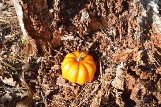 Small autumn pumpkin for halloween in the forest photo