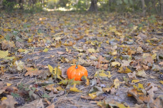 Small autumn pumpkin for halloween in the forest photo