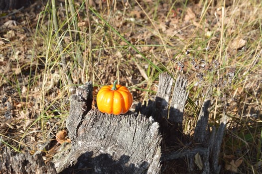 Small autumn pumpkin for halloween in the forest photo