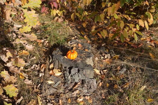 Small autumn pumpkin for halloween in the forest photo