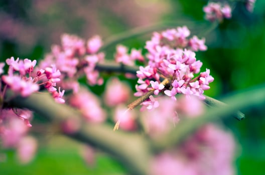 Purple Spring Blossom. Cercis Canadensis or Eastern Redbud photo