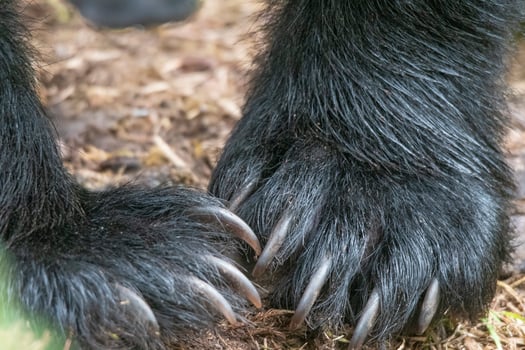 Closeup of Black Bear Claws photo