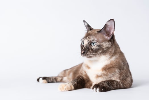 Portrait of beautiful grey cat on a white background. photo