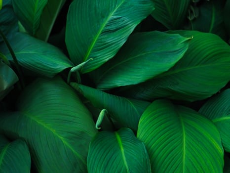 Green tropical leaves pattern background, Natural background and wallpaper. photo