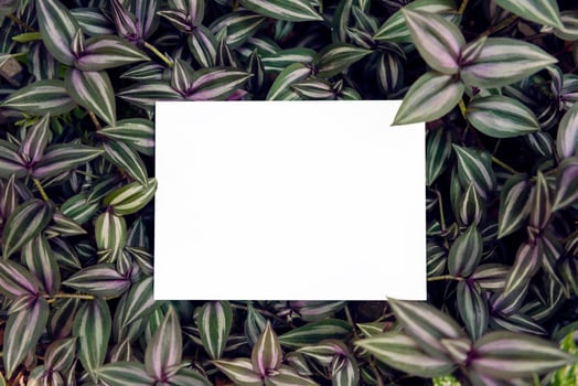 Blank greeting paper card on green leaf for mockup template design wedding card. photo