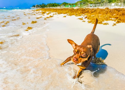 Mexican Chihuahua dog plays on beach Playa del Carmen Mexico. photo