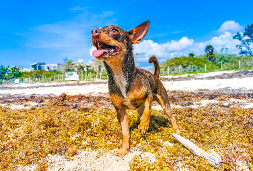 Mexican Chihuahua dog playful on beach Playa del Carmen Mexico. photo