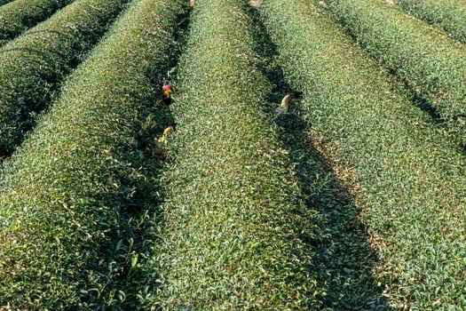 Rows of regular tea trees in the tea garden photo