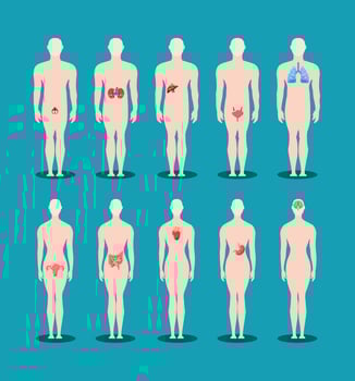 human bodies organs vector