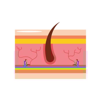 human skin section vector