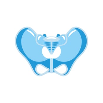 human pelvic bone vector