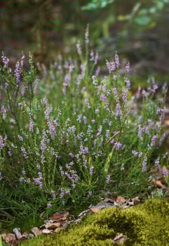 Heather in the forest photo