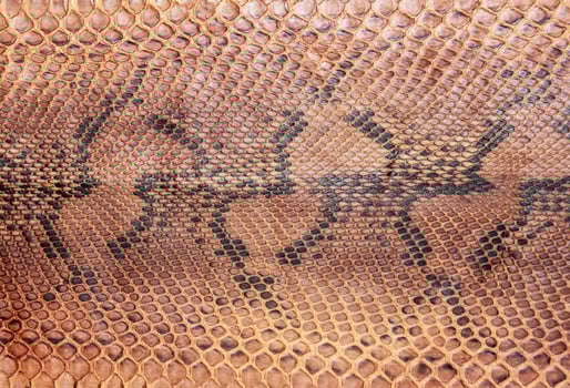 Snake skin pattern photo