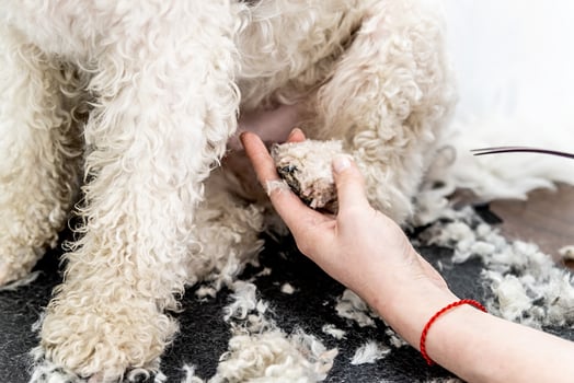 bichon frise dog paw hair being groomed by professional groomer photo