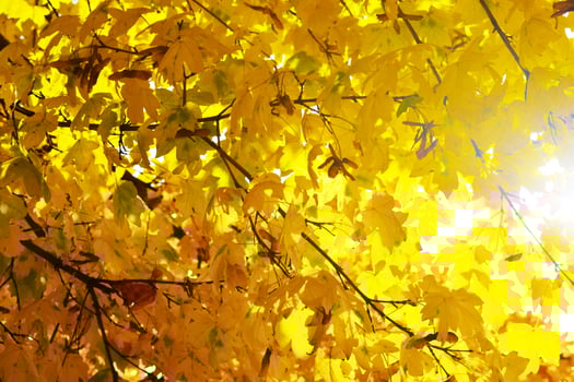 Yellow, orange and red autumn leaves in beautiful photo