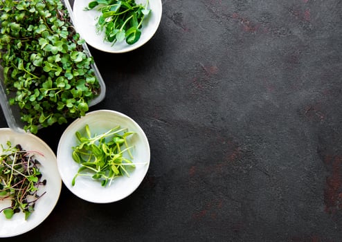 Assortment of micro greens photo