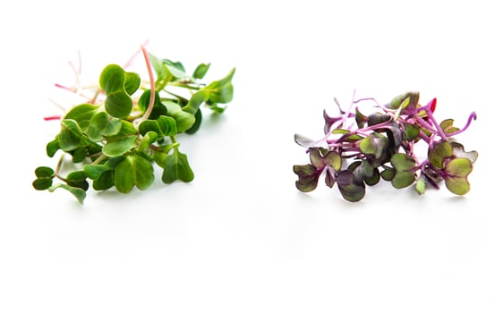 Radish micro greens photo