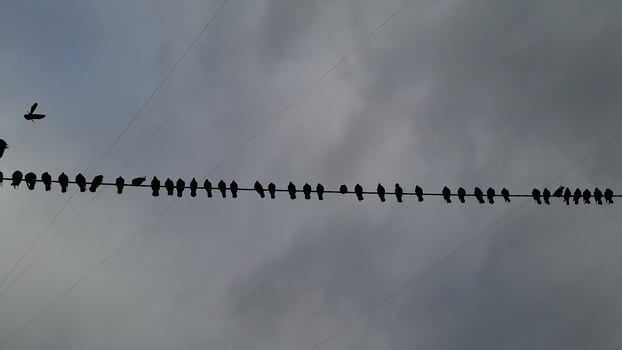 A lot of pigeons sitting on an electric wire photo