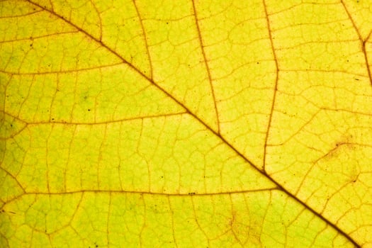 Autumn leaf texture close-up with veins photo