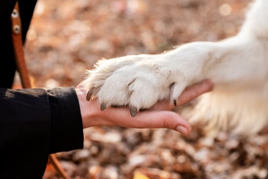 blond woman holding a paw of her dog photo