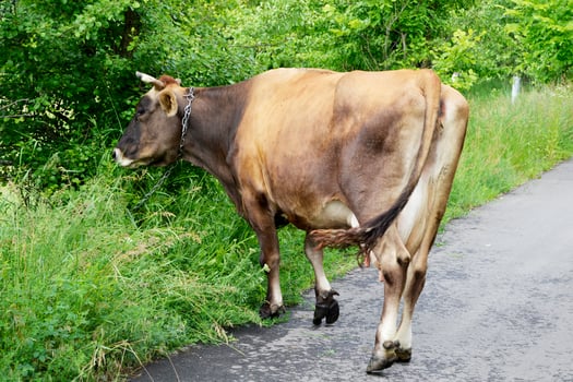 beautiful big milk cow grazes on green meadow photo