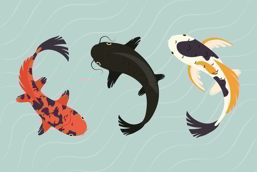 koi fishes collection vector
