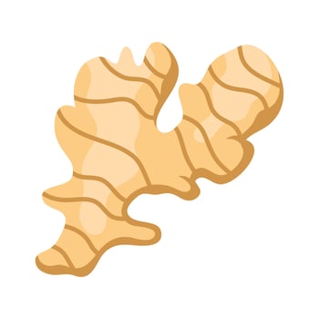 ginger stalk plant vector