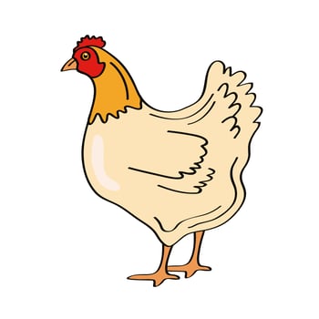 hen animal farm vector