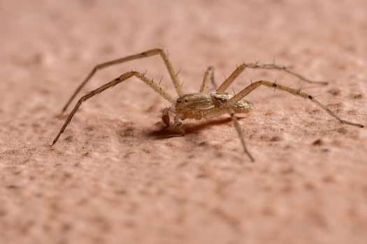 running crab spider in the wall photo