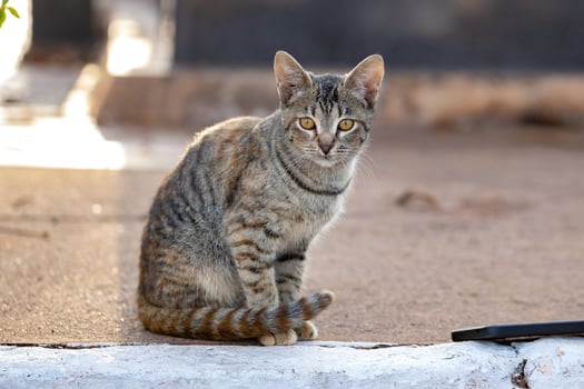 domestic cat face photo