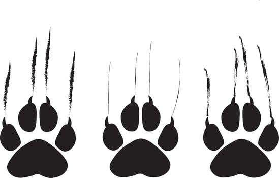 Animal footprint and scratches on white background,  vector illustration