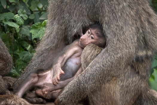 Cuddling Baby Baboon photo