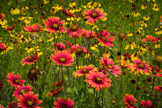 Indian Blanket Wildflowers, Texas photo