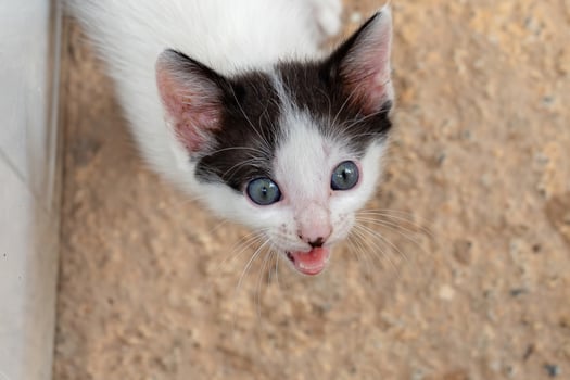 white domestic cat photo
