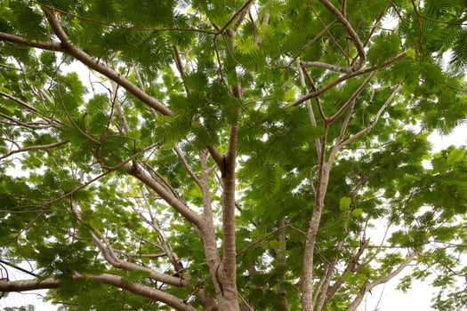Foliage of Flamboyant Tree photo