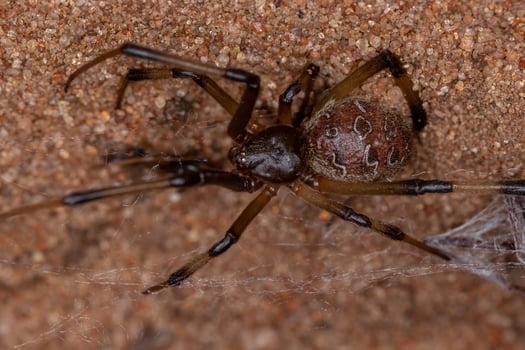 Female Adult Brown Widow photo