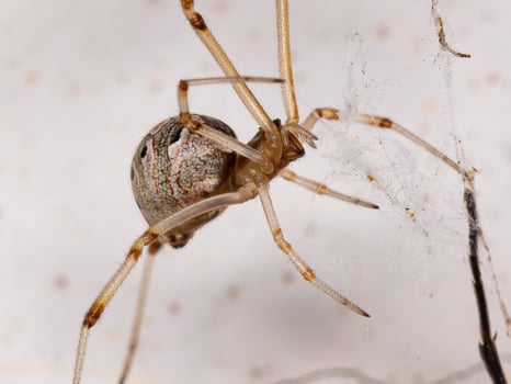 Brown Widow Spider photo