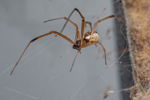 Male Brown Widow photo