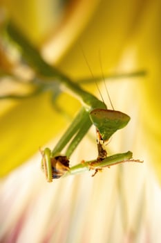 Mantid Nymph preying on a Western Honey Bee photo