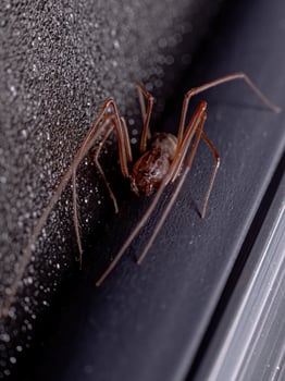 Brown Spitting Spider photo